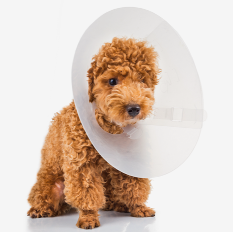 Virbac 2024 neutered dog